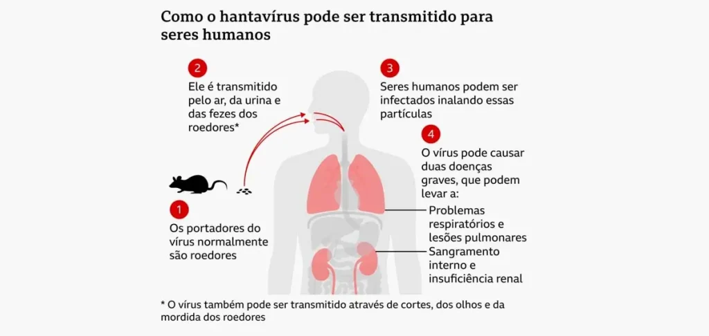 Hantavírus no Brasil: Como Ocorre a Transmissão? - Blumenau em Foco Notícias de Blumenau e Região.