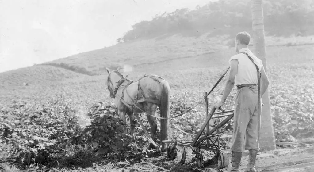 1. O Fechamento do Semestre Agrícola Pioneiro (Fim do Século XIX). - Blumenau em Foco Portal de Notícias de Blumenau/SC