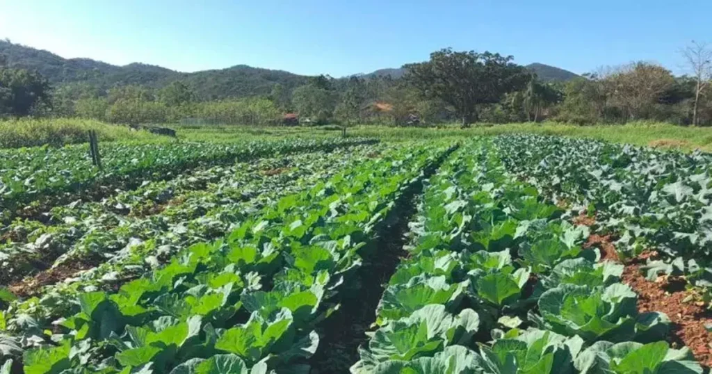 Dia 31 de Maio: O Ciclo Agrícola nas Antigas Colônias no Vale do Itajaí/SC. - Blumenau em Foco Portal de Notícias de Blumenau e Região.
