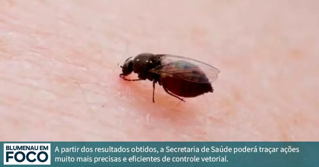 O Maruim e a transmissão do Oropouche em Blumenau. - Blumenau em Foco Portal de Notícias de Blumenau/SC