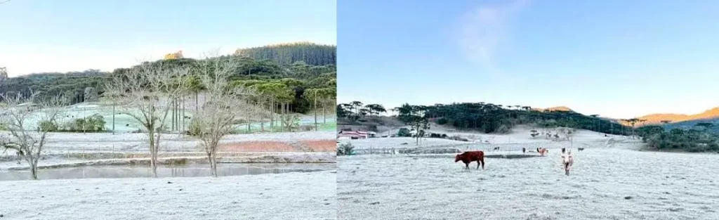 1. O Desafio do Inverno e as Geadas Históricas (Julho no Século XIX) - Blumenau em Foco Portal de Notícias de Blumenau/SC 1. O Desafio do Inverno e as Geadas Históricas (Julho no Século XIX) - Blumenau em Foco Portal de Notícias de Blumenau/SC