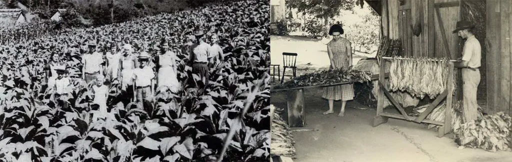 2. A Expansão do Cultivo e das Estufas de Fumo (Dia 17 de Agosto de 1934)- Blumenau em Foco Portal de Notícias de Blumenau/SC.